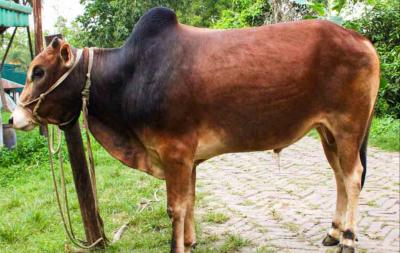 কোরবানির সুস্থ পশু চেনার উপায়, অসুস্থ গরু থেকে সাবধান