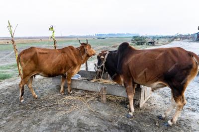 কৃত্রিমভাবে মোটাতাজা করা গরু চেনার উপায় জানালেন বাকৃবি অধ্যাপক